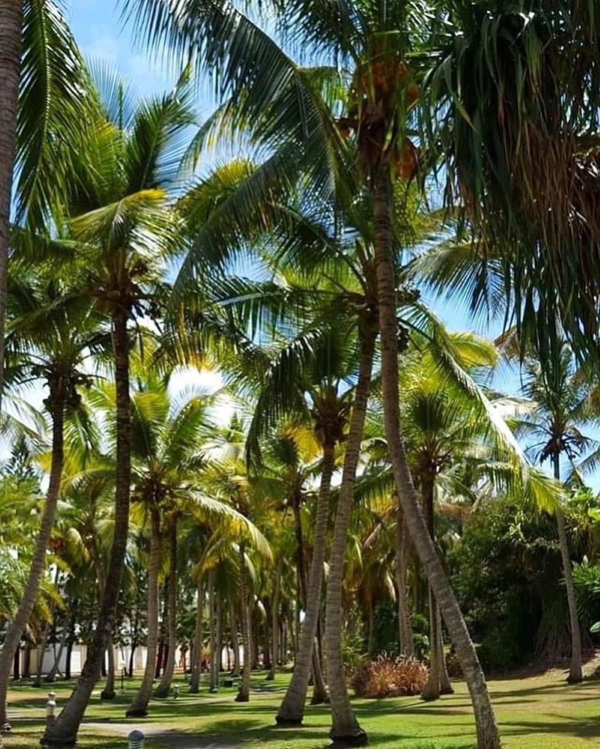 Studio Mojito Vue Mer,Piscine Avec Cuve Eau Et Acces Plage Et Piscine Anse Des Rochers Saint-Francois  Exterior foto